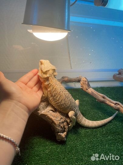 Продам Агам (мальчик и девочка) и террариум