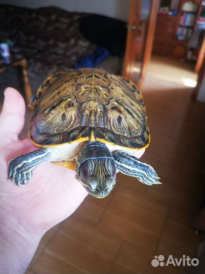 Красноухая черепаха бесплатно