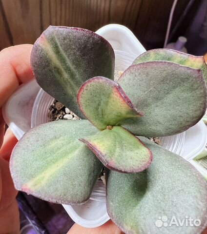 Крассула Blue Bird medio купить в Краснодаре | Товары для дома и дачи ...