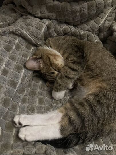 Кошки в добрые руки