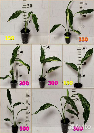 Вариегатный спатифиллум Даймонд, комнатные цветы