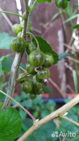 Смородина зелёная изумрудное ожерелье