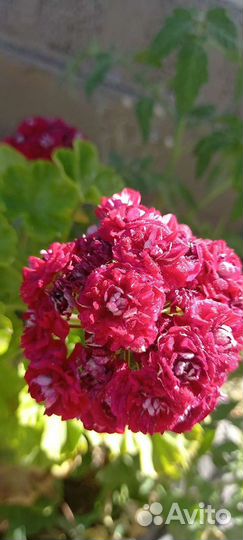 Герань пеларгония розебудная