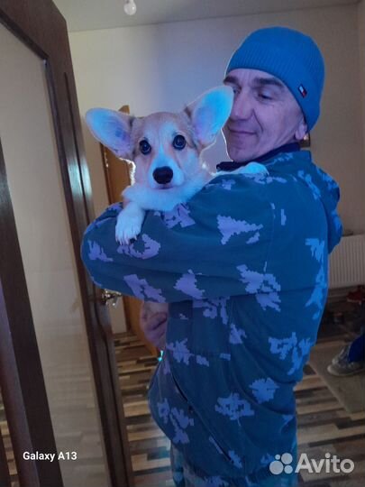 Корги щенок девочка