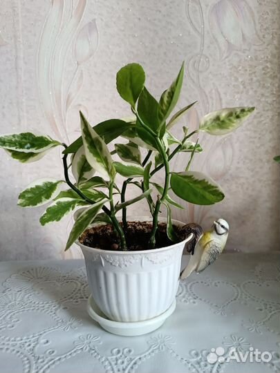Необычные домашние растения