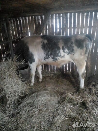 Продам быка и телку