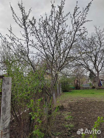 Саженцы йошты