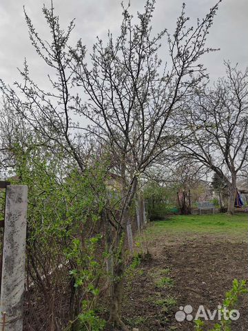 Саженцы йошты