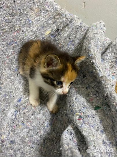 Кошечки в добрые руки