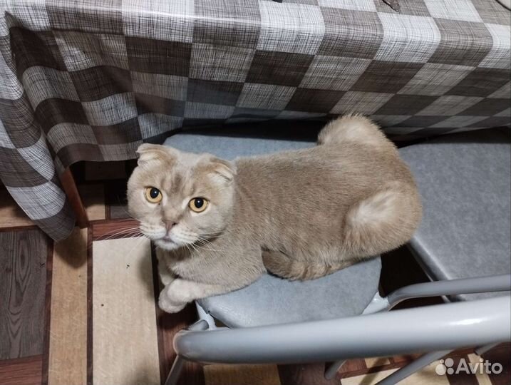 Шотландская