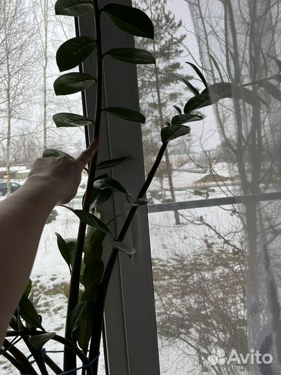 Замиокулькас молодой