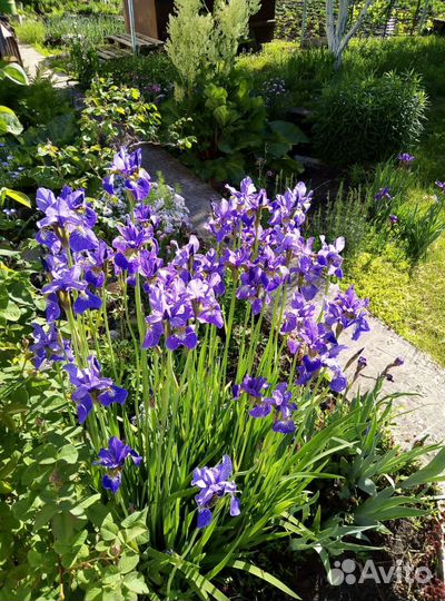 Садовые,многолетние растения