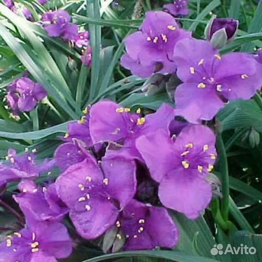 Традесканция садовая многолетняя