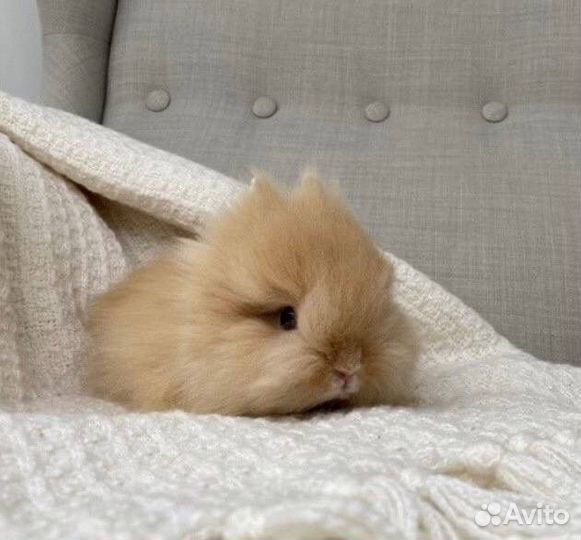 Кролики Миниатюрные для Квартиры и Дома