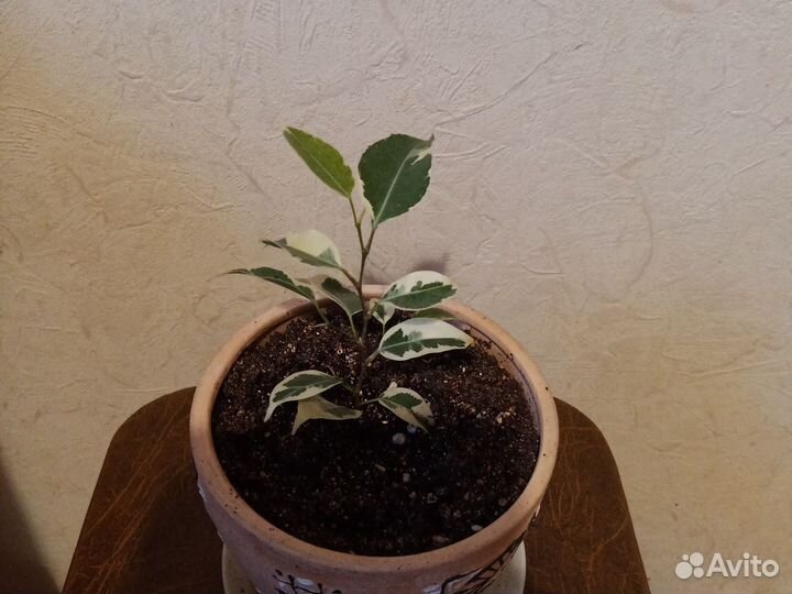 Фикус бенджамина твилайт