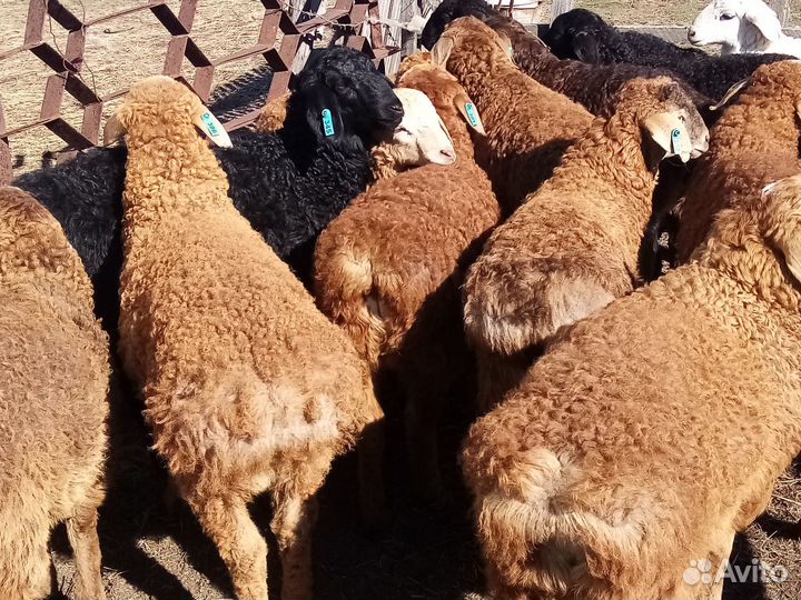 Баранчики на племя