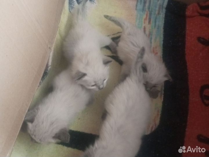 Невская маскарадные котята