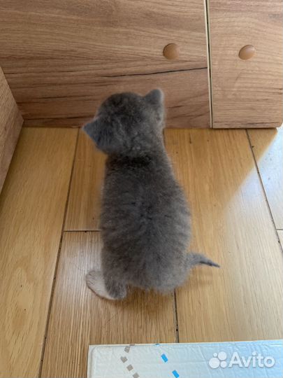 Котенок