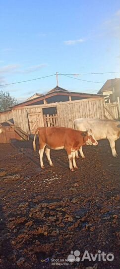 Коровы и телки