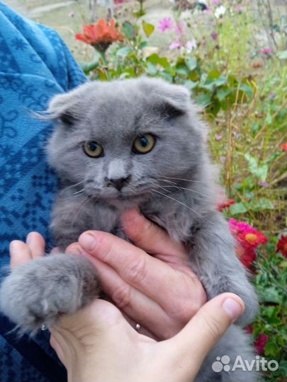 Вислоухий котенок