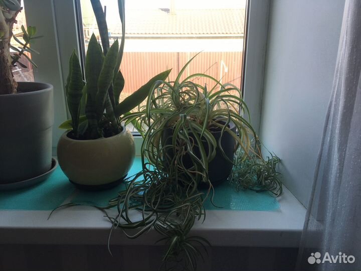 Комнатные цветы разные