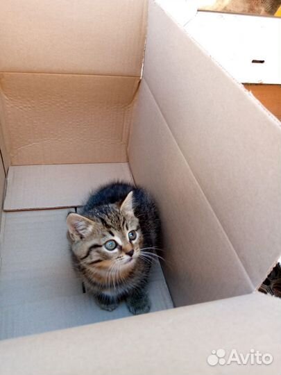 Кошка персидская