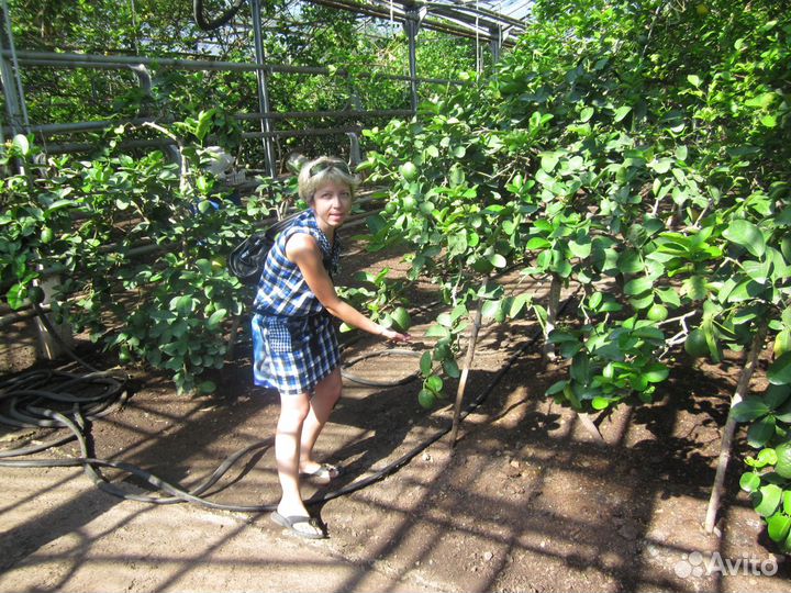 Репетитор дистанционно, матем 2-7 кл рус.яз 2-5 кл