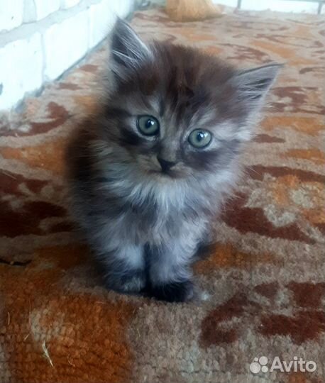 Котята в добрые руки девочка и мальчик