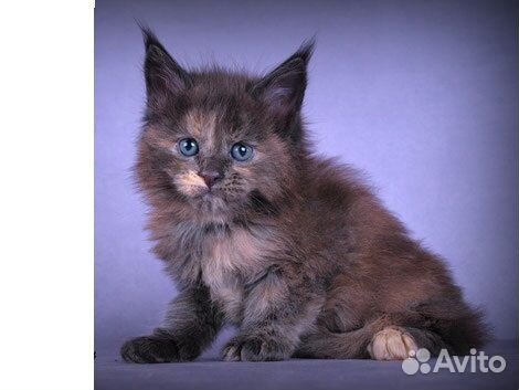 Мейнкунята и мейн кун на вязку