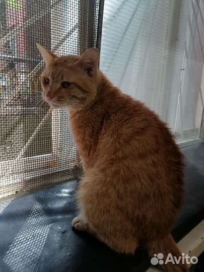 Ласковый котик