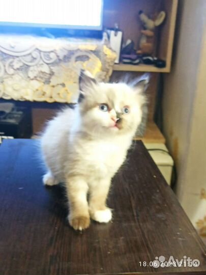 Невская маскарадная