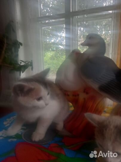 Котята в добрые руки бесплатно