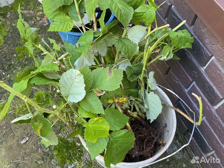 Саженцы малины