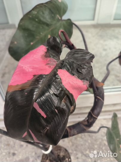 Филодендрон пинк принцесс