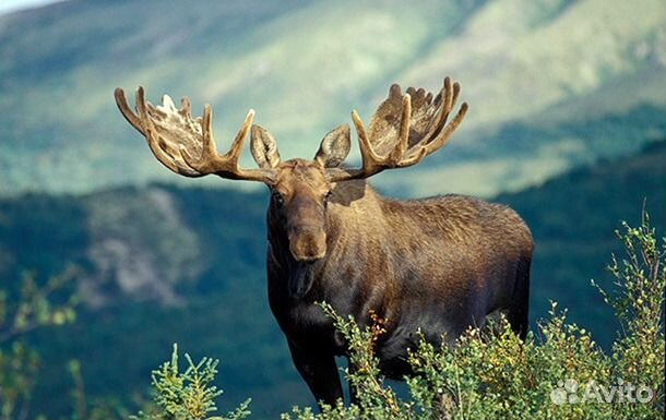 Рога лося, оленя, морала