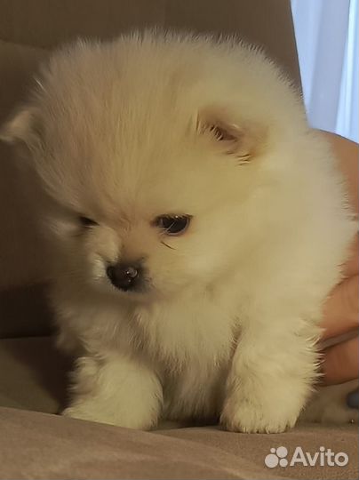 Померанский шпиц мини щенок
