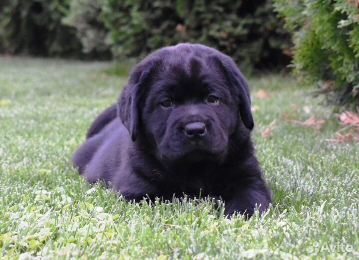 Черный кобель