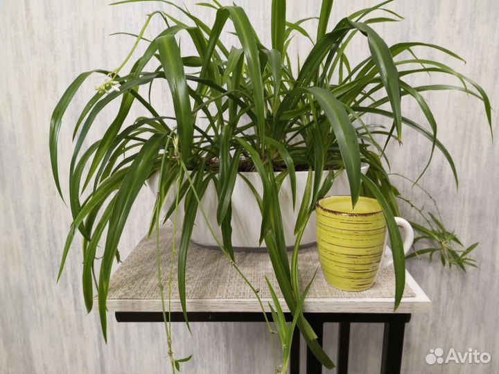 Хлорофитум в кашпо-лодочке