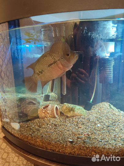 Фловерн Хорн