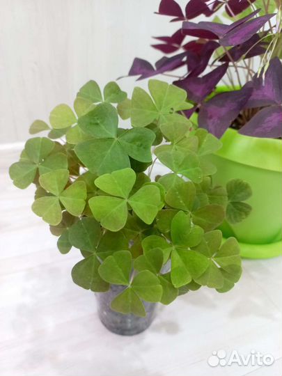 Кислица-бабочки.обмен