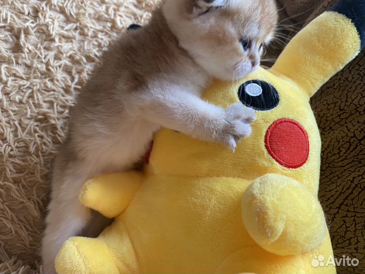 Кошка золотая шиншилла