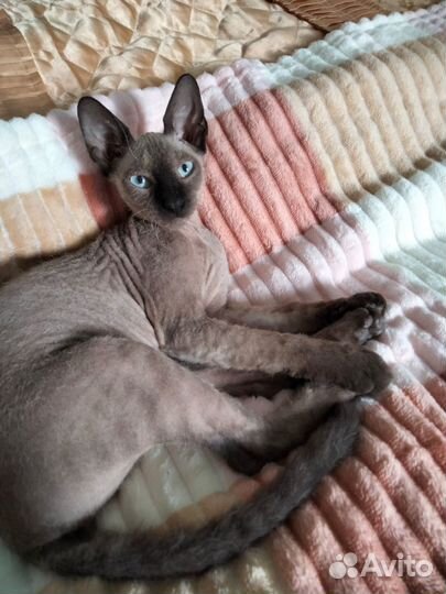 Канадский сфинкс браш