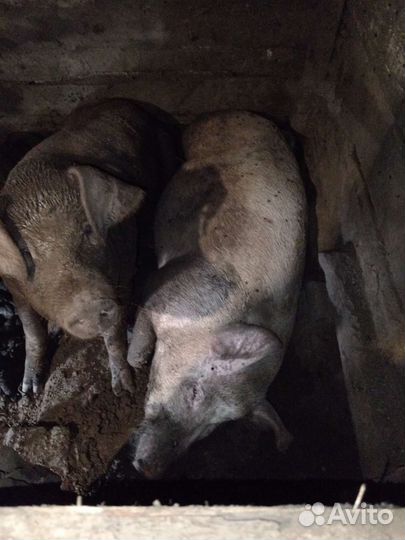 Продам хряка