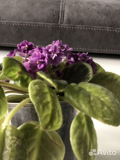 Фиалка фиолетовая, взрослое растение