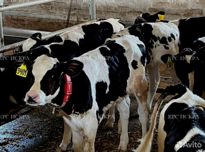 Бычки и телки мясные