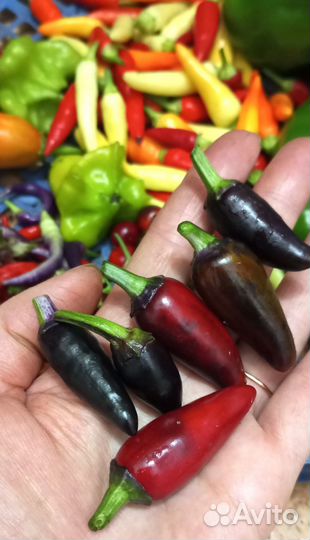 Семена острого перца