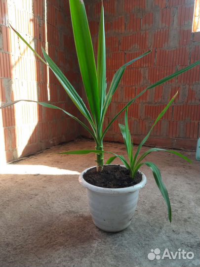 Юкка слоновая