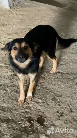 Собака в добрые руки