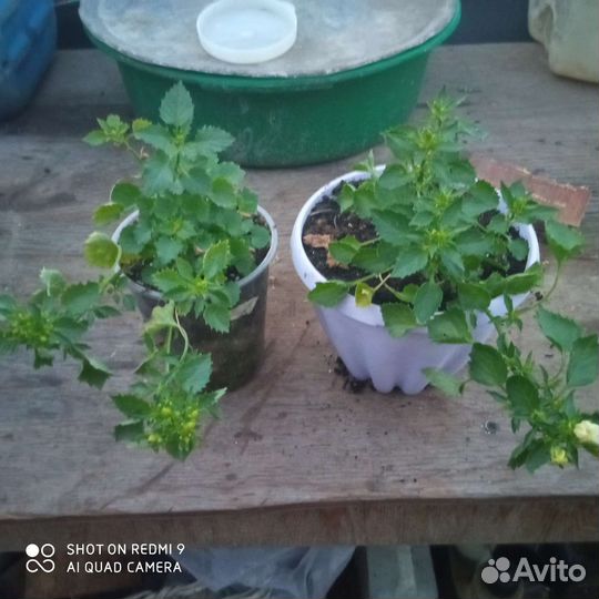 Кампанула(невеста)