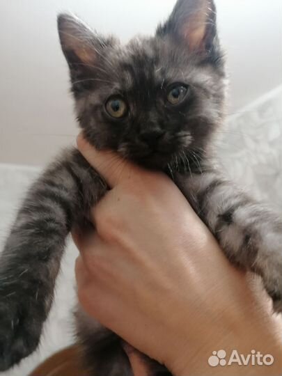 Котик в дар